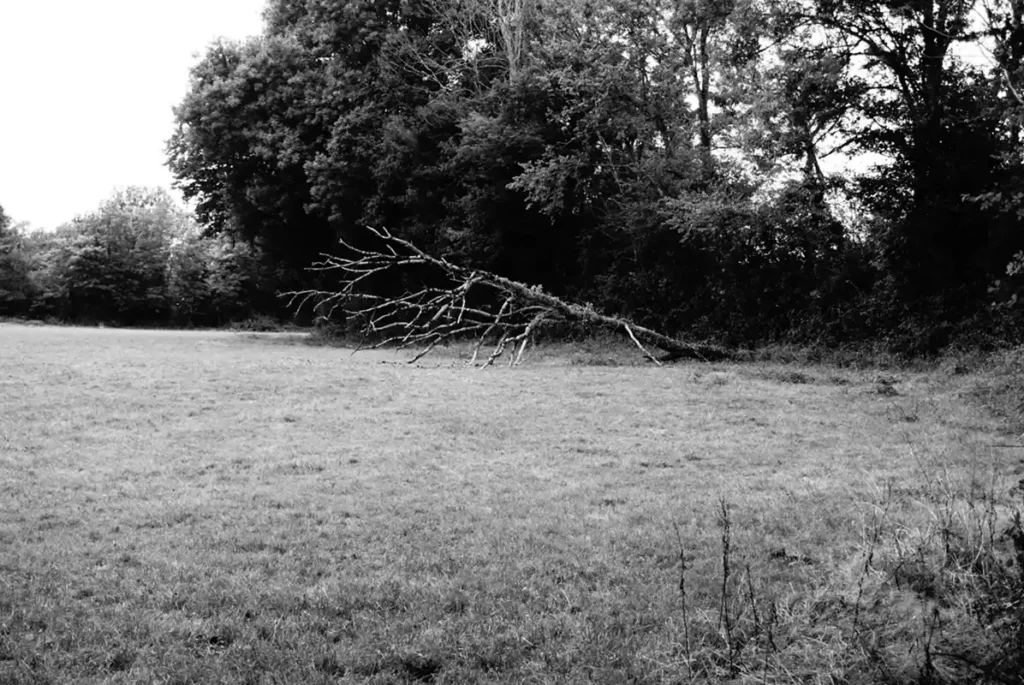 arbre tombé