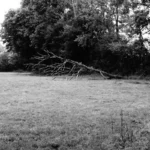 arbre tombé